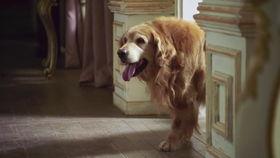 犬心犬意,探寻忠诚与情感的犬类世界